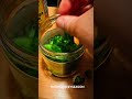 TANGY SWEET SHISHITO PEPPER PICKLING ASMR PT 3 #sauce #shishito #pickling #shorts #pepper #asmr
