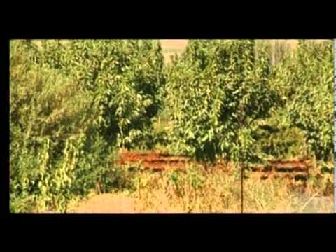 العالم العربي تراث وحضارة
