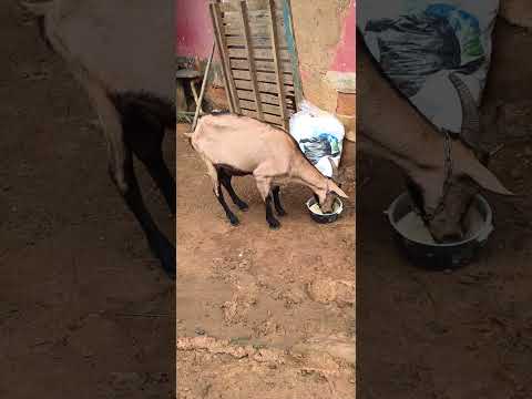 cabra bonança