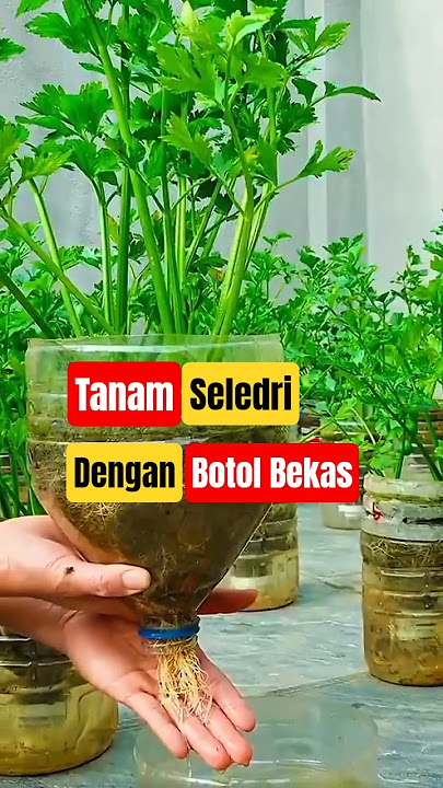 How to Grow Celery Using Used Plastic Bottles #UrbanFarming #Celery #HomeGardening #DIYFarming