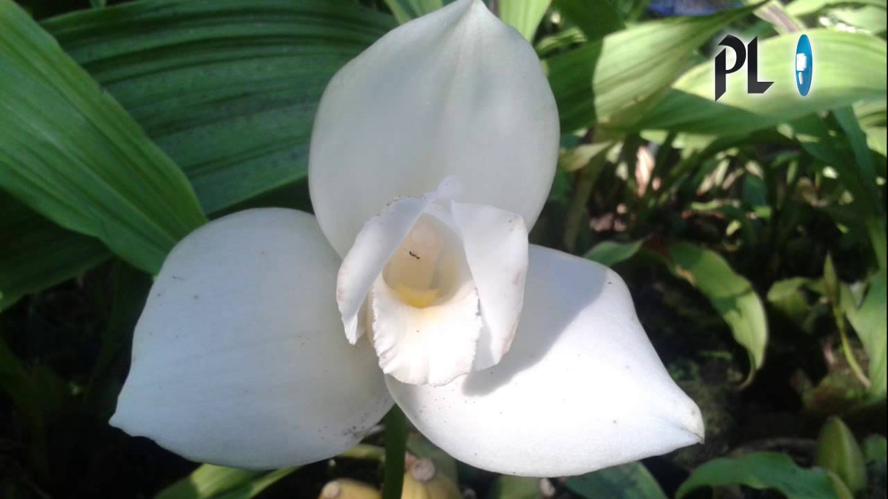 Monja blanca: impecable belleza en extinción