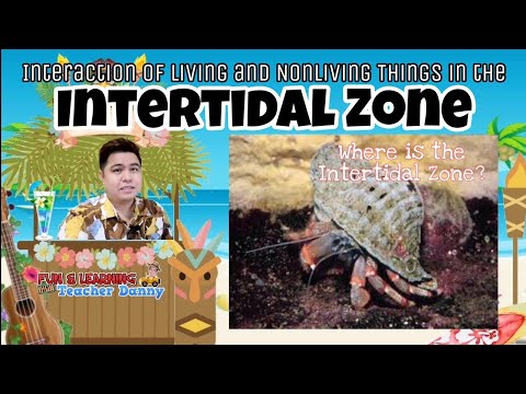 Interaction of Living and Nonliving Things in the Intertidal Zones | What is an Intertidal Zone?