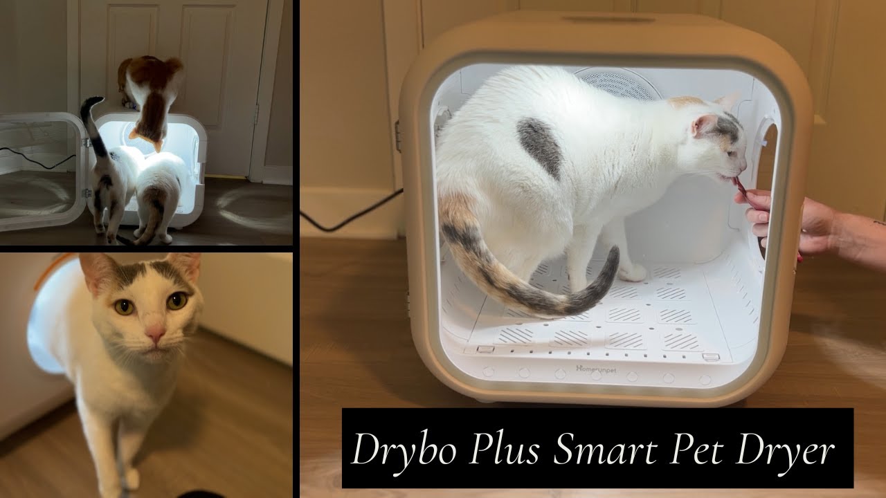 Trying the Drybo Plus Smart Pet Dryer! • Homerunpet Unboxing Part 1