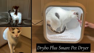 Trying the Drybo Plus Smart Pet Dryer! • Homerunpet Unboxing Part 1 by IndoorOutdoorKat 874 views 9 months ago 6 minutes, 32 seconds