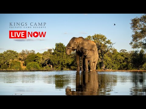 Kings Camp Private Game Reserve - Waterhole Wildlife Stream — Timbavati, Limpopo live camera thumbnail
