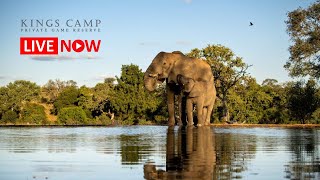Kings Camp | Live Wildlife Stream