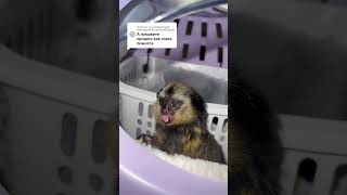 #monkey #exotic #animals #babymonkey #marmosetmonkey #животные #marmoset #reccomended #exoticpets