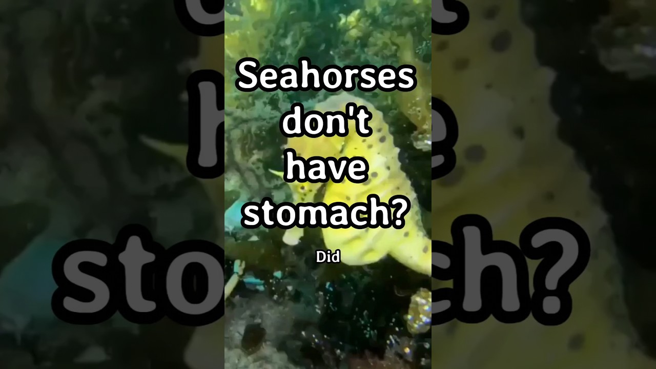 Seahorses don’t have a stomach! 