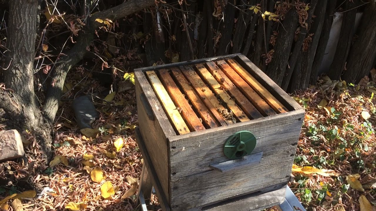 Arıçılıq/ Ailələrin birbaşa birləşdirilməsi və iki ananın birgə qışlaması