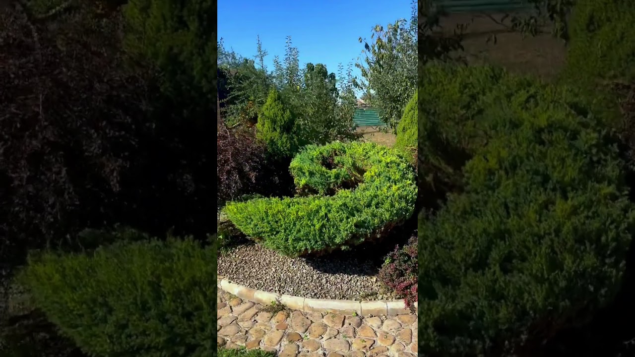 Можжевельник 