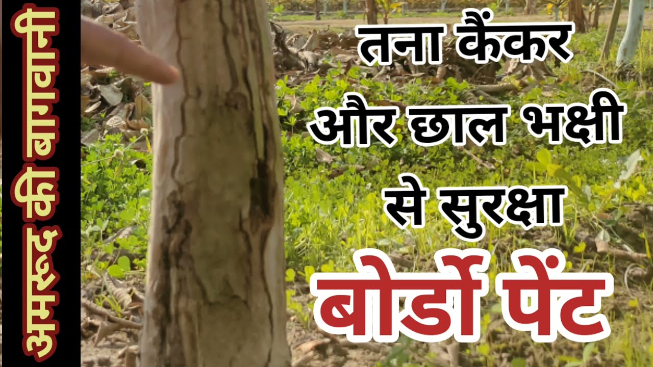 287. बोर्डो पेंट तने पर क्यों लगाते है? Borafux Paint for plant's stem safety.