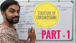 Structure of Chromosome | Part 1 | Cell - The unit of life