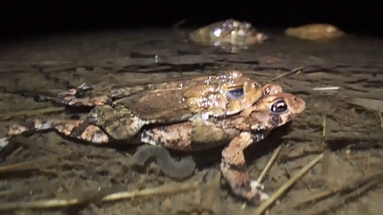 American Toads Amplexus and Egg Laying YouTube