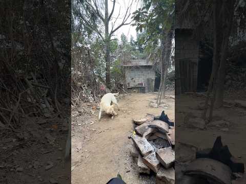 Paker Going Wild in the Yard With His Favorite Toy thumbnail