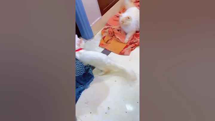 Video 243051: persian cat, cat pets fight, white cat