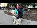 Goldendoodle, Tuck Becomes Grief Therapy Dog at Funeral Home Goldendoodle, Tuck Becomes Grief Therapy Dog at Funeral Home