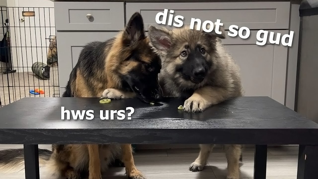 2 German Shepherds Review Fruits Puppy Taste Test YouTube
