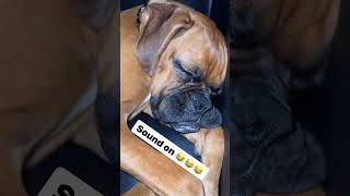 Boxer Dog Making Funny Snoring Noises.