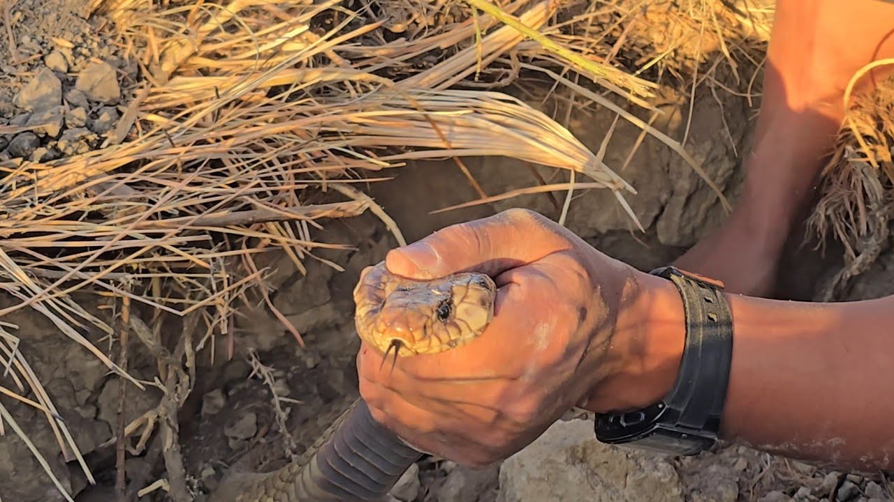 صيد كوبرا ضخمة من الاحجام النادرة فى الفيوم مع احمد الدكرونى ومصطفى هجرس