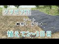 粘土の土地に植えたクラピア2～3日目のようす【植栽シート有・無】