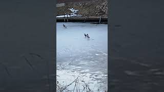 УТКИ ФИГУРИСТКИ