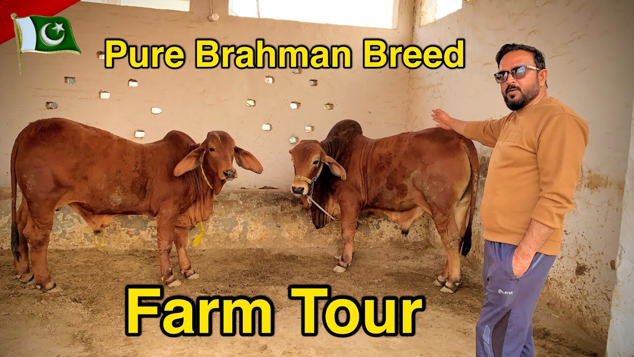 Cattle Plus Ranch Farm Tour | Brahman Cow Farming in Pakistan