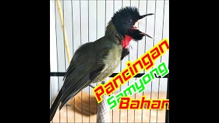 Samyong gacor mencari lawan...?? Masteran&pancingan samyong bahan