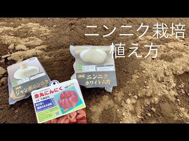 How to plant garlic [Soil preparation is important] 2019/9