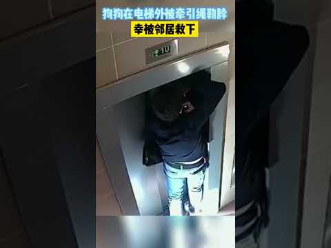 由于主人的粗心，狗狗在电梯外被牵引绳吊起，幸好被邻居救下了