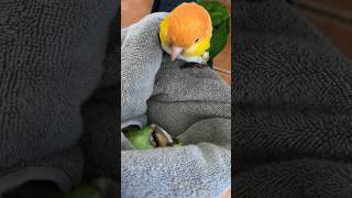 Mom Gives Eye Drops To Parrot and Caique Rescues Bird Friend #parrot #birds #caique #cuteanimals