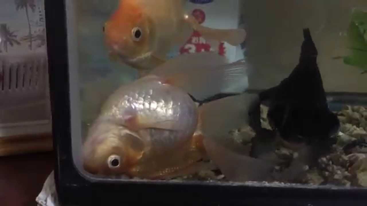 金魚が死んだふり A Goldfish Pretends To Be Dead Youtube