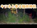 キツネに導かれた先は稲荷神社でした