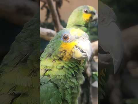 Burung Kakatua Amazon (Orange Winged Amazon) #kakatua #amazon #orangewingedamazonparrots #parrots