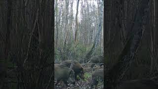 Just wild boars  #wildlife #nature #fotopułapka  #animals #trailcam