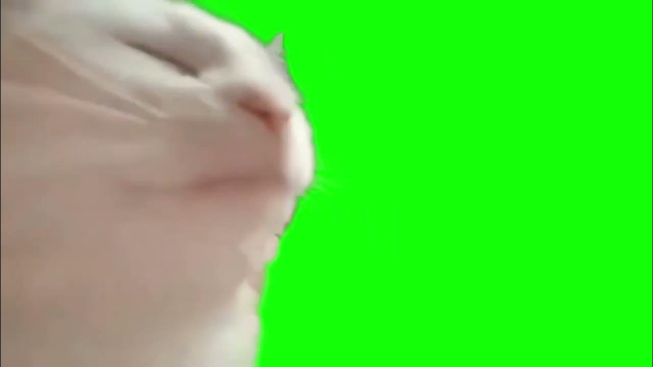 Мемы с котами видео на зеленом фоне