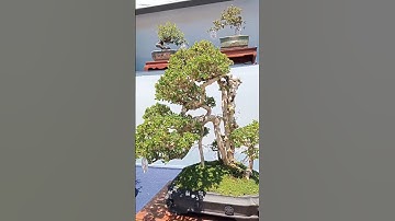 Cây bonsai tiền tỷ|@anhbayxunau #cây cảnh