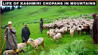 life of kashmiri Chopans The hard life of a Kashmiri Chopans in the mountains #kashmir #nomadiclife