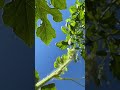 Garden Sounds ASMR -Watermelon #relax #asmr #asmrsounds #gardening #pnw #oregon #watermelon #nature