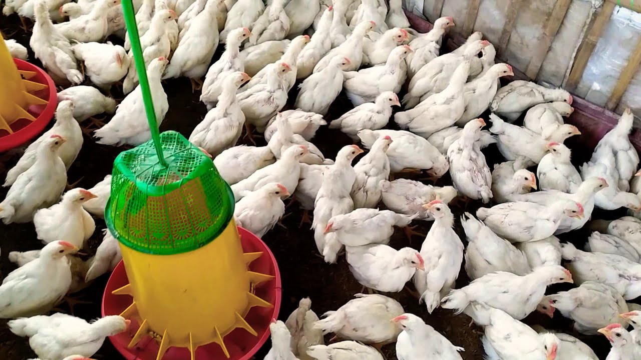 Pelebaran Kandang Ayam Pejantan Kelihatan Sedikit ternak ayam bangkok