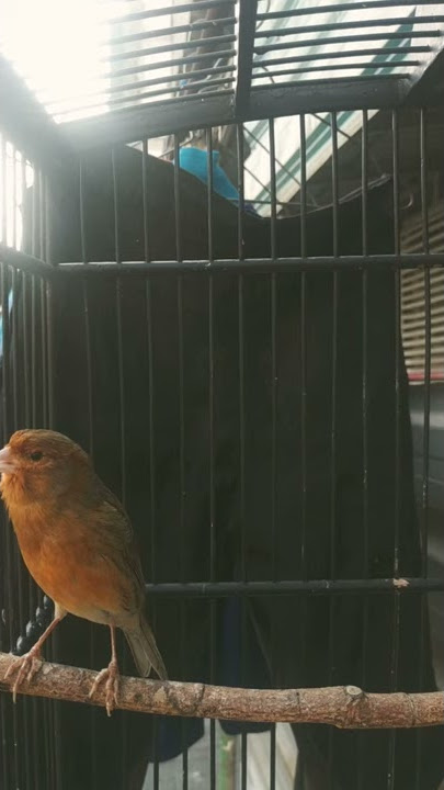 Kenari gacor isian kolibri wulung