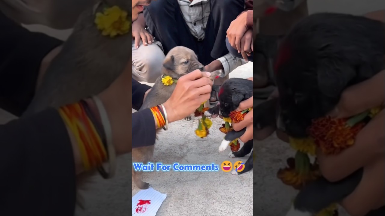 Day 03/365 💀 Funniest Instagram Savage Comments Reaction 😂 Brutal Troll Replies 