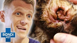 Top 5 Grossest Ear Cases  | Bondi Vet Top 5 Compilation | Bondi Vet