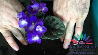 How to grow an african violet in new soil
