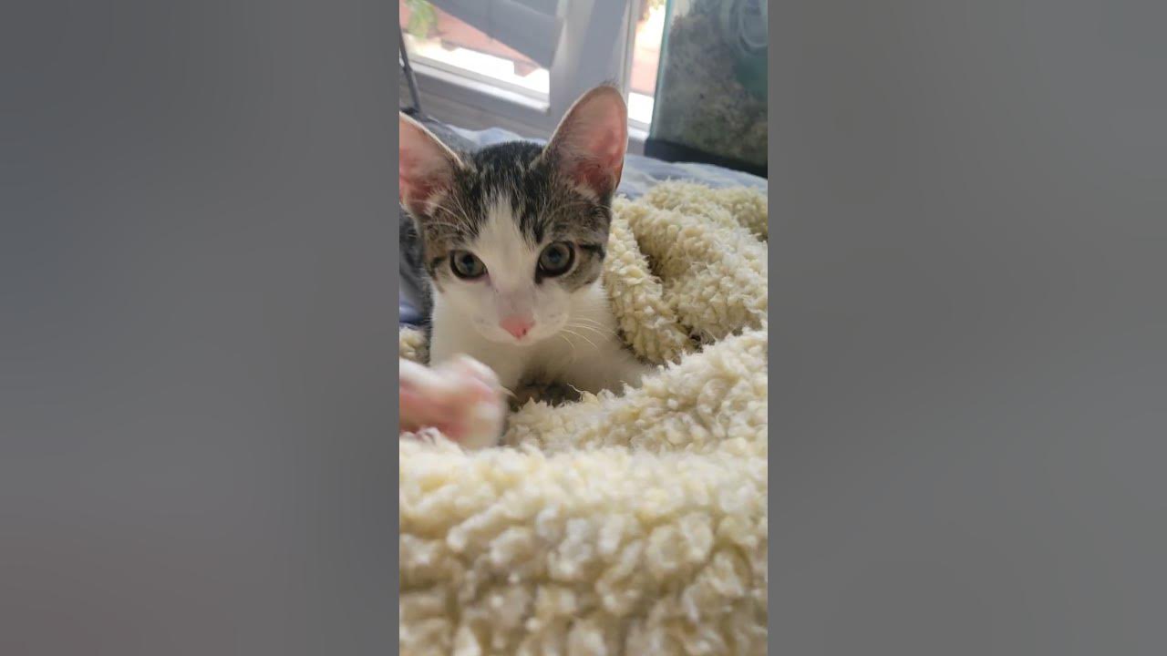 Kitten suckling on Blanket YouTube