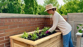 Transplanting All The Perennials In My Container Garden