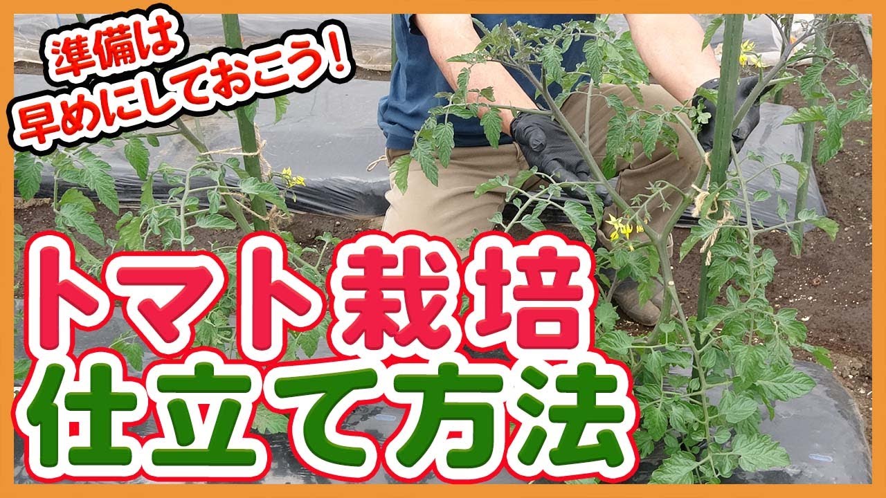 家庭菜園や農園でトマト栽培支柱立てのコツ 1本or2本仕立てのメリットデメリットを解説 農家直伝 Tips For Tomato Props In A Vegetable Garden Youtube