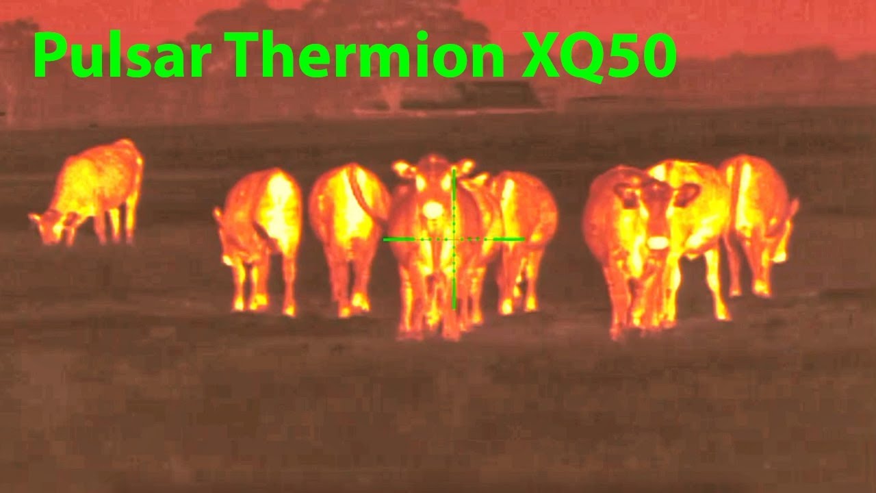 Pulsar Thermion XQ50 **ОБЗОР**