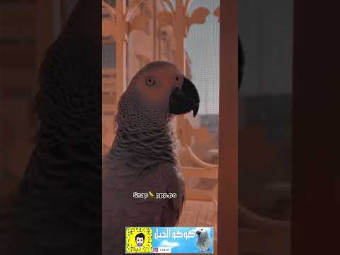 كوكو الخبل اخر فصلاته معي قبل الضيف الجديد
