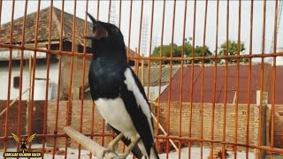 100% DIJAMIN LANGSUNG NYAMBAR JENIS KACER APAPUN