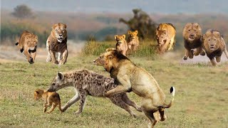 Epic Battle Lion vs Hyena scramble for prey, Hyenas, Wild dog, Wild animals